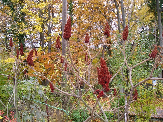 Rhus typhina